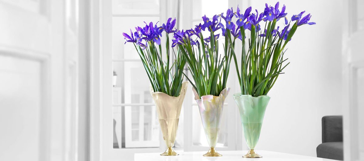 Iris Day. Creating a gorgeous flower arrangement is easy when your bouquet is displayed in our vases Thais, Paris and Merry. Thais is a turtledove cream glass vase having a hand polished bronze base. Paris is a large flower vase in pearly white with gently blended jade green highlights on a bronze base. Merry is a soft shell pink vase with gently blended cream highlights on a bronze base.