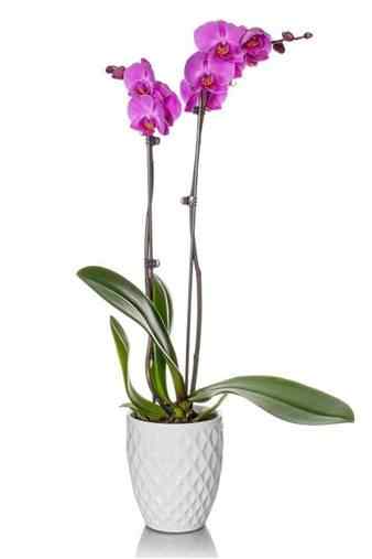 mother's day gifts Beautiful Orchid