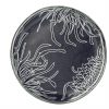 Navy Blue Nut Bowl with Floral Pattern Designed by Anna Vasily. - top view